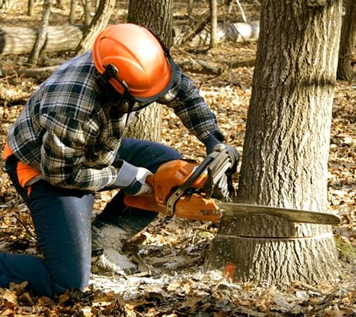 Tree Removal in Oacoma, SD